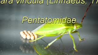 Nezara viridula Linnaeus  southern green stink bug Pentatomidae family [upl. by Sadira]