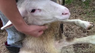 Foot Rot In Sheep – And How To Treat It [upl. by Jacobson]