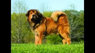 Giant Tibetan Mastiff  Goliath Dog [upl. by Pennebaker]