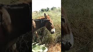 Donkey Green lunchSort Viral video [upl. by Spindell]