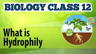 What Is Hydrophily  Reproduction in Plants  Biology Class 12 [upl. by Kacie685]