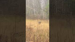 MN Deer Season November 11 2024  Buck rub 1 [upl. by Aihn473]