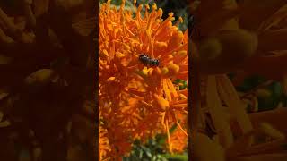 Lasioglossum Homalictus urbanum on Nuytsia floribunda WA Christmas Tree bees nuytsia [upl. by Allehs]