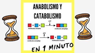 Anabolismo y Catabolismo EN 1 MINUTO [upl. by Eniluqcaj]