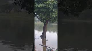 Theo Mọi Người Con Chép Này Nặng Bao Nhiêu catching fishing câucá fish trainghiem sinhton [upl. by Akered187]