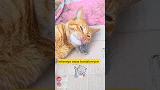 takut lehernya bantalan animal cat funny kucinglucu komedikucing shorts zevaxavier [upl. by Iruyas]