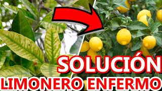 Cómo RECUPERAR LIMONERO Con Hojas Dañadas Amarillas u Enroscadas 🍋  Enfermedad CÍTRICOS [upl. by Mic]