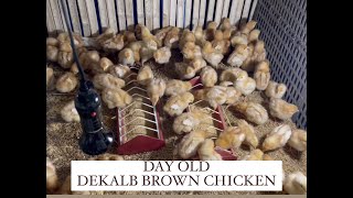 Dekalb Brown Chicken Day Old [upl. by Romelle]