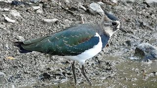 Bird Facts The Northern Lapwing [upl. by Figone]