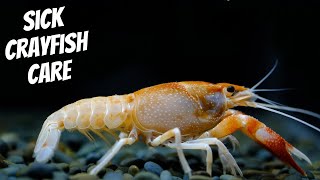 HOW TO CARE FOR SICK CRAYFISH  Crayfish Care 101 [upl. by Akenot]