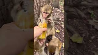 funnymonkey animals monkey [upl. by Nnylarak]