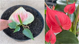 Water solution helps Anthurium root super fast anyone can do it [upl. by Rycca629]