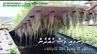 Hydroponics Deep Water Culture [upl. by Keverian]