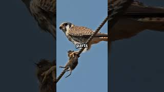 Amazing Kestrel Facts You Didnt Know KestrelFacts Falcon naturelovers [upl. by Martha]