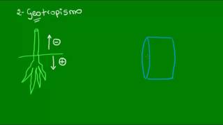 Ação das auxinas no fototropismo e no geotropismo  Botânica  Biologia [upl. by Demahom]