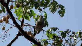 Sardinian warbler [upl. by Abihsot]