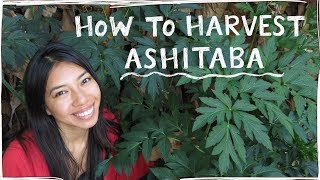 How To Correctly Harvest Ashitaba AKA Tomorrow Leaf [upl. by Yelknirb234]