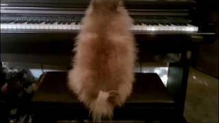 Pomeranian Composes the Next Hans Zimmer Score [upl. by Enutrof]