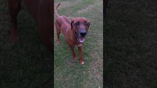 My Ridgeback Loki having fun running around 😊 slow motion ridgeback dog australia [upl. by Ahel]