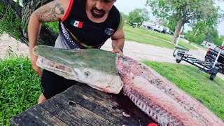 CLEANING AND FILLETING A MONSTER ALLIGATOR GAR PREHISTORIC DINOSAUR [upl. by Truda693]