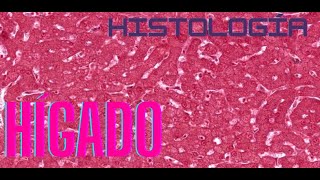 Histología de Hígado [upl. by Audi]