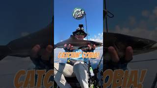 Kayak Angler landing a Cobia saltwater kayakangler kayakfishing [upl. by Drisko61]