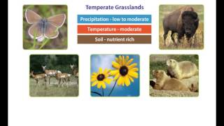 Earths Climate  The Temperate Zone [upl. by Anahahs535]