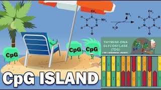 CpG ISLANDS  Promoters Link to Cancer XChromosome Inactivation [upl. by Nosyerg]