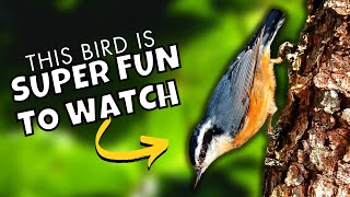 The Incredible Things Redbreasted Nuthatches Can Do [upl. by Seale]