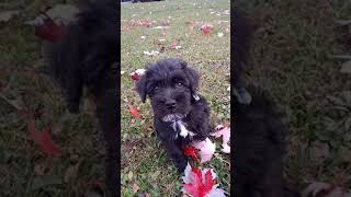 Miniature Schnauzer Puppies For Sale [upl. by Arodnahs87]