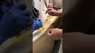 Laparoscopic insemination whitetailveterinarian [upl. by Armat192]