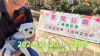 20241020 ルタ散歩 市川里見公園〜柳原水門 [upl. by Zel110]