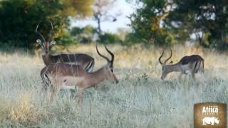 Experience Londolozi Private Game Reserve in Sabi Sand  Rhino Africa [upl. by Marianne]