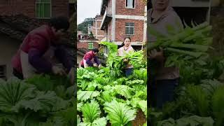 Balcony courtyards can grow mustard [upl. by Yance]