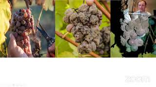 Matthew Horsley on botrytis in wine [upl. by Seiter]