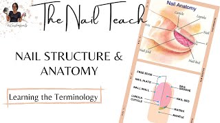 Nail Structure amp Anatomy  Nail Education  Beginner Nail Tech  The Nail Teach  Keishanails [upl. by Scully482]