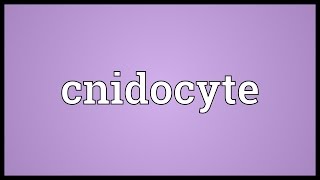 Cnidocyte Meaning [upl. by Elletnahc]