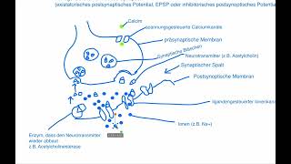 Neurobiologie  neuronale Informationsverarbeitung Aufbau und Funktion der Synapse [upl. by Zetrac]