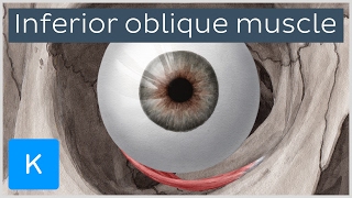 Inferior oblique muscle of the eye  Human Anatomy  Kenhub [upl. by Walke]