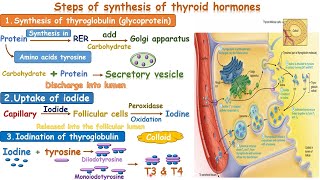 synthesis of thyroid hormone [upl. by Elsinore]