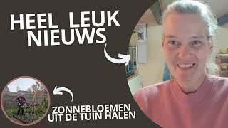 Heel leuk nieuws Zonnebloemen uit de tuin halen [upl. by Eicrad]