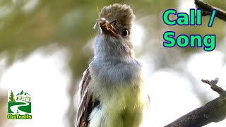 Great crested flycatcher call  song  sound  Bird [upl. by Oirogerg]