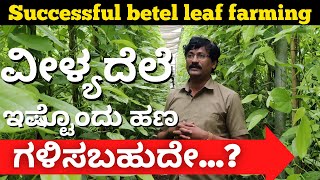 Betel leaf farming  Polyhouse Farming  Viledele krishi  Betel leaf farming profitable [upl. by Broeker]