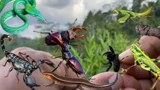 what happens if a wasp stings scorpions snakes grasshoppersstag beetle [upl. by Gally]