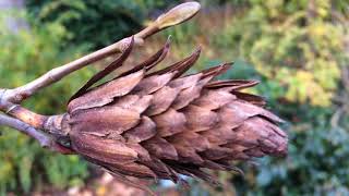 Tulip Tree Liriodendron tulipifera  fruit close up  November 2017 [upl. by Lotson]