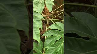 👻Tetrapanax sizing up well 311024🎃 [upl. by Laurianne]