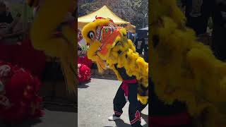 2023 Lion Dance Festival  Chung Ngai Lion Dancers [upl. by Hutchings]