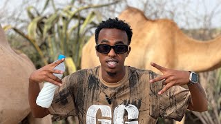 BORAMA IYO CAANO GEEL  CAMEL MILK BORAMA [upl. by Yziar]