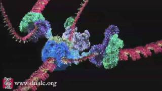 Mechanism of DNA Replication Basic [upl. by Ryter]