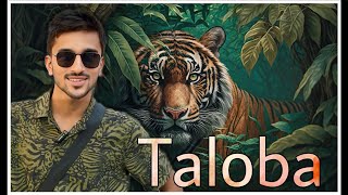 Tadoba Jungle Safari  A Wild Safari Experience in Maharashtra [upl. by Hairabez]